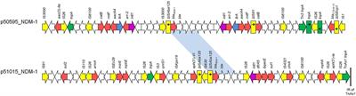 Genetic Plurality of OXA/NDM-Encoding Features Characterized From Enterobacterales Recovered From Czech Hospitals